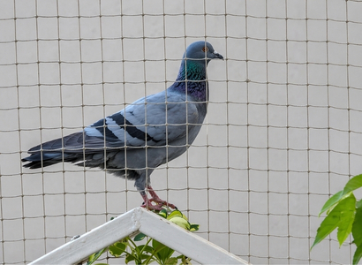 Pigeon Safety Nets