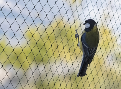 Bird Protection Nets